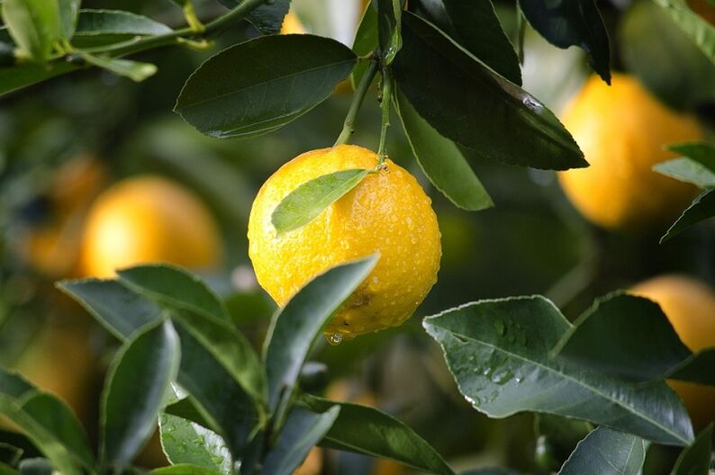 Limón para aumentar a potencia